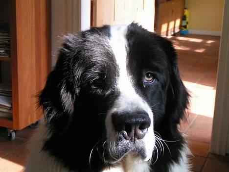 Landseer Zindy - Zindy 1 1/2 år. billede 16