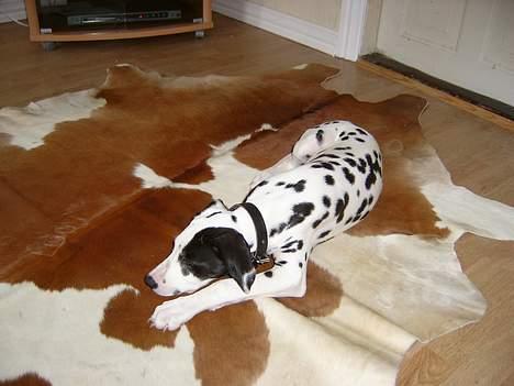 Dalmatiner Spotty Buddy V. Jasper  - Jasper på koskindet billede 11