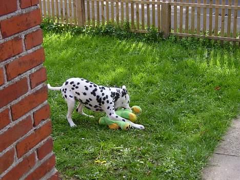 Dalmatiner Spotty Buddy V. Jasper  - Død over bamsen..... billede 12