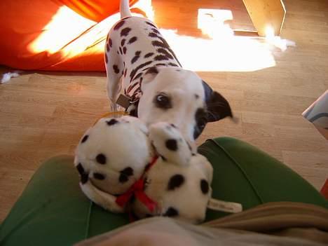 Dalmatiner Spotty Buddy V. Jasper  - Har du set hvor fin min bamse er? billede 13