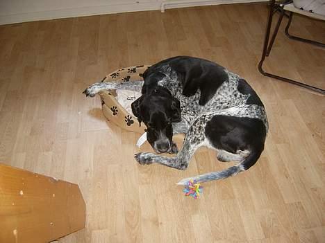 Blanding af racer Balder - Et af de sidste billeder af Balder, her har han stjålet Jaspers kurv billede 8