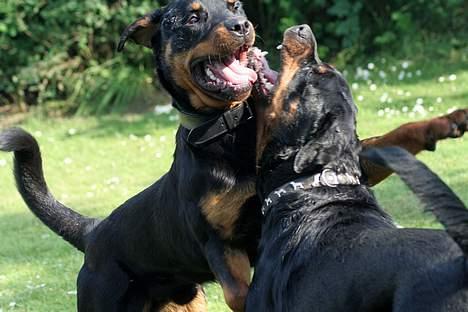 Rottweiler Elvis - Drengene igen <3 billede 13