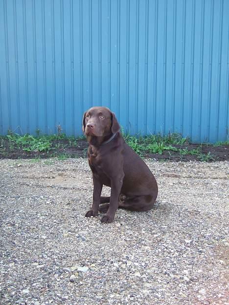 Labrador retriever Noah - Jeg sidder rigtig flot og smiler til fotografen billede 14