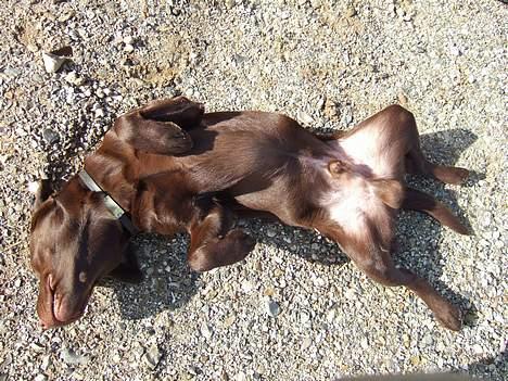 Labrador retriever Noah - Jeg spilder død. Og ligger helt stille til de liver mig op igen. :o) Hvor er jeg dygtig. billede 15