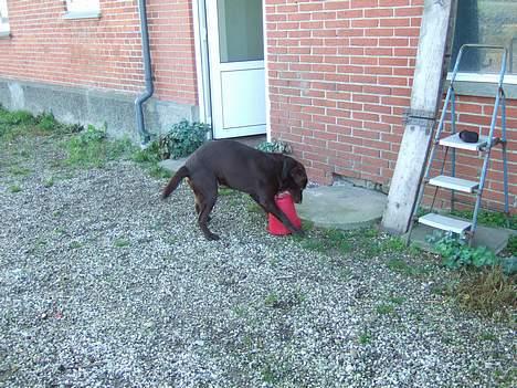 Labrador retriever Noah - Uha min lyserøde spand. Den er godt nok svær at få når den står såden. billede 16