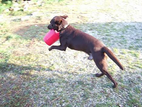 Labrador retriever Noah - Og så i fuld fart ud over marken med den inden der er nogen som fanger mig :o) billede 17