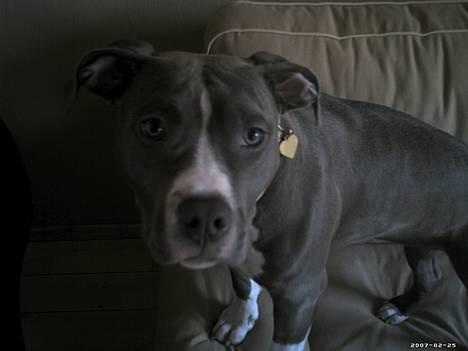 Amerikansk staffordshire terrier mishja - jeg sidder lige og tigger mad  billede 1