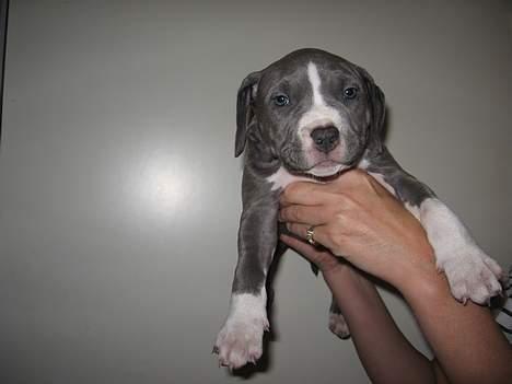 Amerikansk staffordshire terrier mishja - hmm nu igen  billede 2