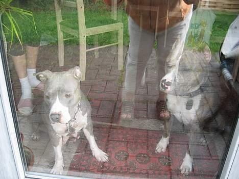 Amerikansk staffordshire terrier mishja - mor og far billede 3