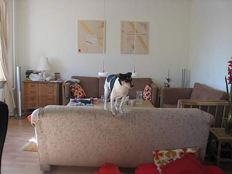 Dansk svensk gaardhund Anton - Way! Jeg kom op!! billede 15