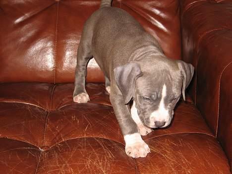 Amerikansk staffordshire terrier mishja - der er sku godt nok langt ned .... billede 4