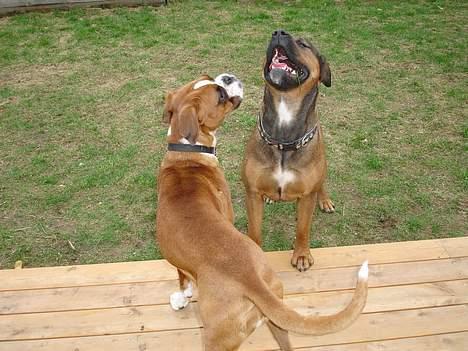 Boxer Bine - Bine har besøg af hendes bedste veninde.. billede 11