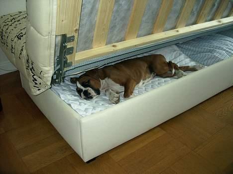 Boxer Bine - Er lidt træt hos Mormor og Morfar.. billede 12