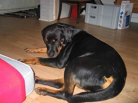 Rottweiler Ippon - Lad mig nu sove billede 18