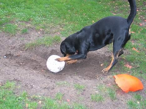 Rottweiler Ippon - Jeg har dig billede 19