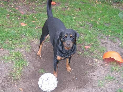 Rottweiler Ippon - Undskyl jeg kom til at grave =) billede 20