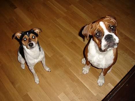 Boxer Bine - Bine og hendes lille ven Bobby. billede 13
