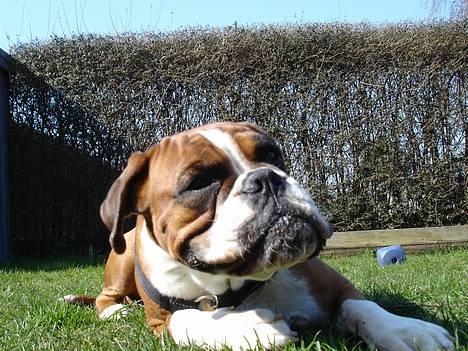 Boxer Bine - Far tager nærbilleder i forårsvejret, tavligt når man har mad i munden billede 14