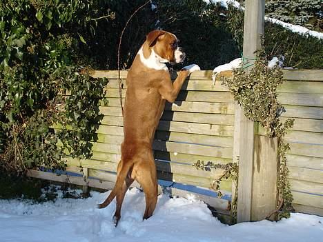 Boxer Bine - Er der nogen hjemme hos naboen? billede 15