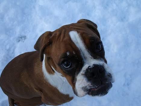 Boxer Bine - Pøj, hvor er her koldt, selv for en svensker. billede 16