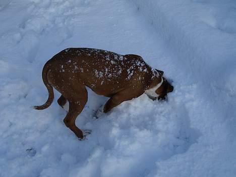 Boxer Bine - Er der noget dernede?? billede 17