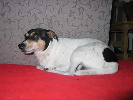 Dansk svensk gaardhund Anton - Hvor var det godt at sove billede 16