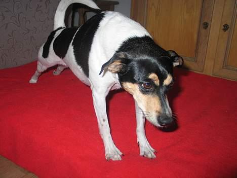 Dansk svensk gaardhund Anton - Jeg skal lige.. UF! det var godt billede 17