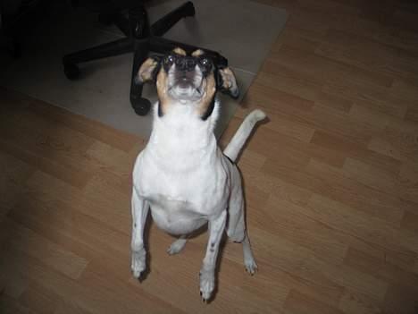 Dansk svensk gaardhund Anton - Jeg har næsten godbiden billede 18