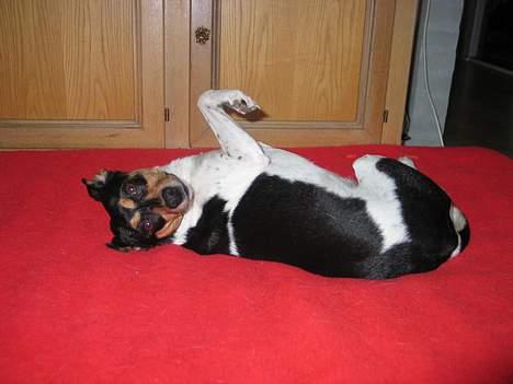 Dansk svensk gaardhund Plet - Vil du ikke klø mig på maven? billede 18