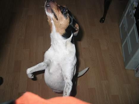 Dansk svensk gaardhund Plet - Giv mig godbiden billede 19