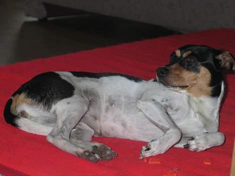 Dansk svensk gaardhund Plet - Klø mig!! billede 20