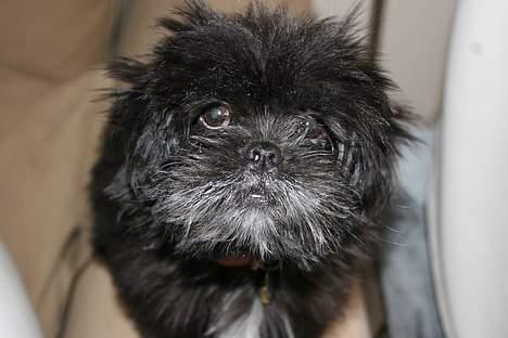 Lhasa apso Molly - Her har Molly puttet hovedet ned til en masse støv. Min papegøjer støver meget, og hun syntes at min gøjes bur er meget meget spændene..... se lige hvor grim hun er her :O) billede 3