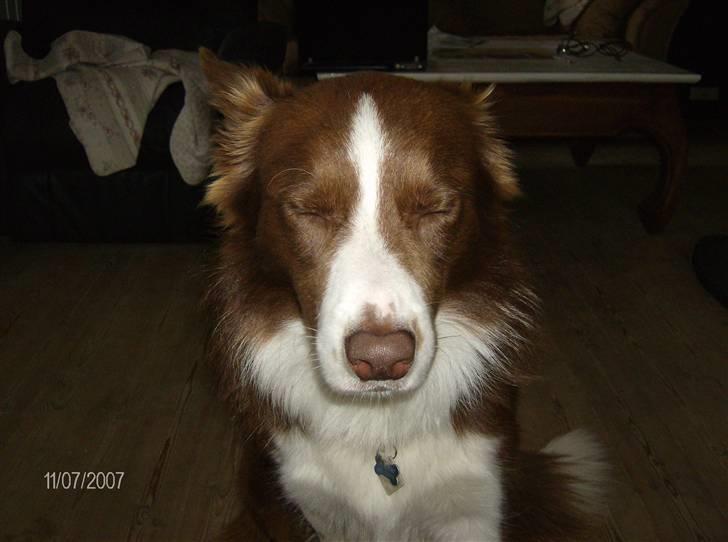 Border collie rex billede 1