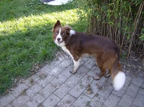 Border collie rex billede 2