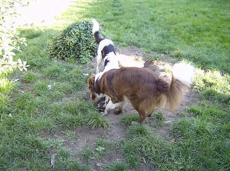 Border collie rex billede 3