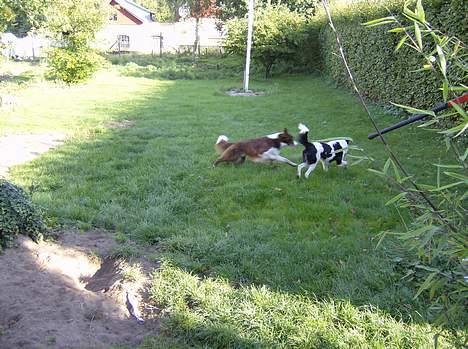 Border collie rex billede 4