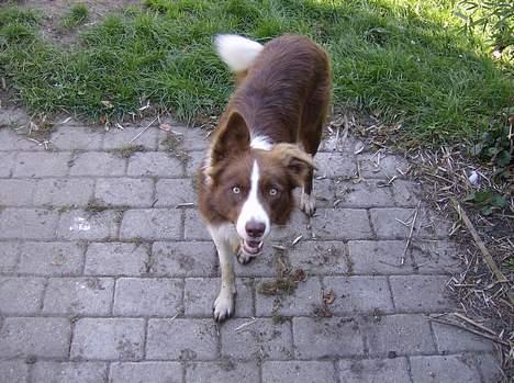 Border collie rex billede 5