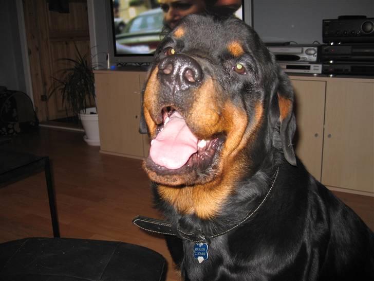 Rottweiler Manson *11/2-2009* billede 10