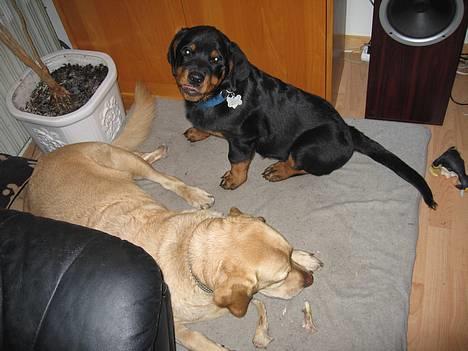 Rottweiler Manson *11/2-2009* billede 11