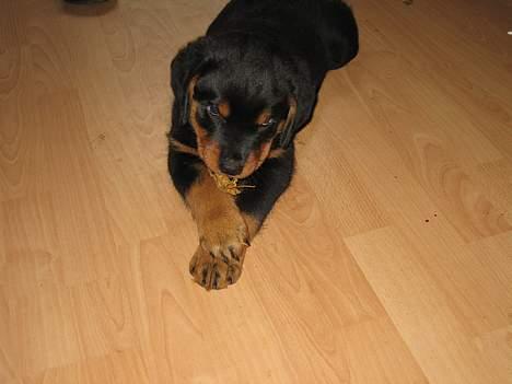 Rottweiler Manson *11/2-2009* billede 12