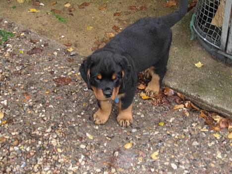 Rottweiler Manson *11/2-2009* billede 13