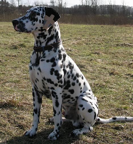 Dalmatiner Rico - Det er sq rart der er nogen der gider have mig liggende, jeg fylder jo ikke så meget.  billede 14