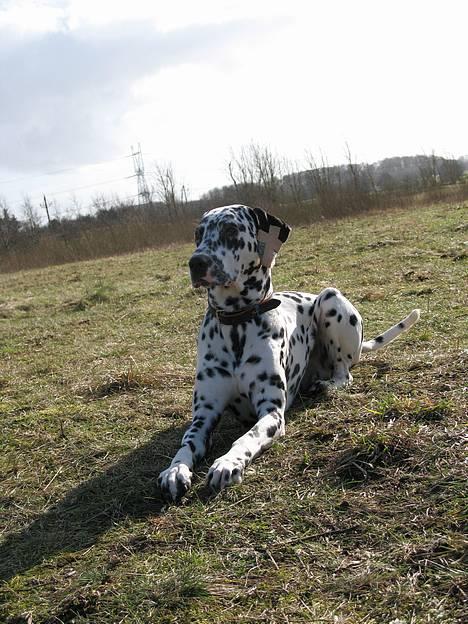 Dalmatiner Rico - Jeps.. jeg ligger FINT :D billede 15