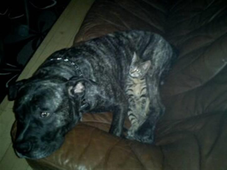 Dogo canario Flemming billede 7