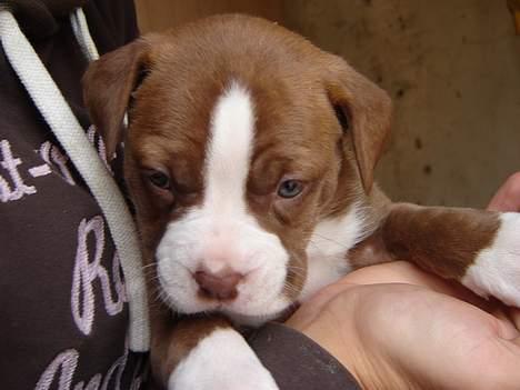 Amerikansk bulldog T-bone - 8/10-06 billede 3