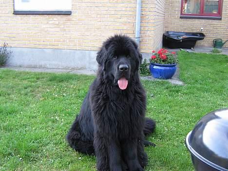 Newfoundlænder Samson (R.I.P 15.juni 09) billede 1