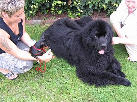 Newfoundlænder Samson (R.I.P 15.juni 09) - Fy og bi  billede 2
