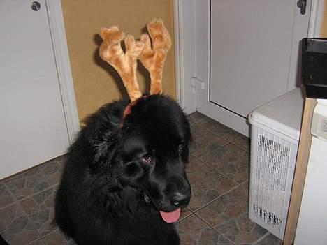 Newfoundlænder Samson (R.I.P 15.juni 09) - Her er Samson i julestemning billede 3