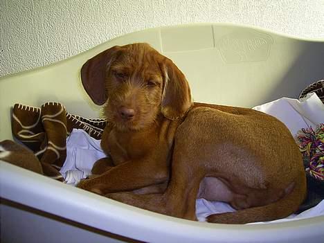 Ruhåret vizsla Casanova - Casanova d. 9/10 2004, han er ca. 12 uger og vi har lige fået ham. billede 2