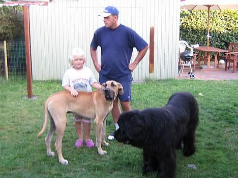 Newfoundlænder Samson (R.I.P 15.juni 09) billede 4